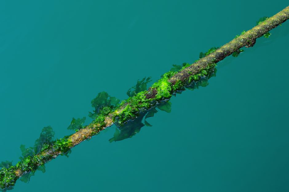 Detailaufnahme von Pflanzenwurzeln im Aquaponik-Wasserbett