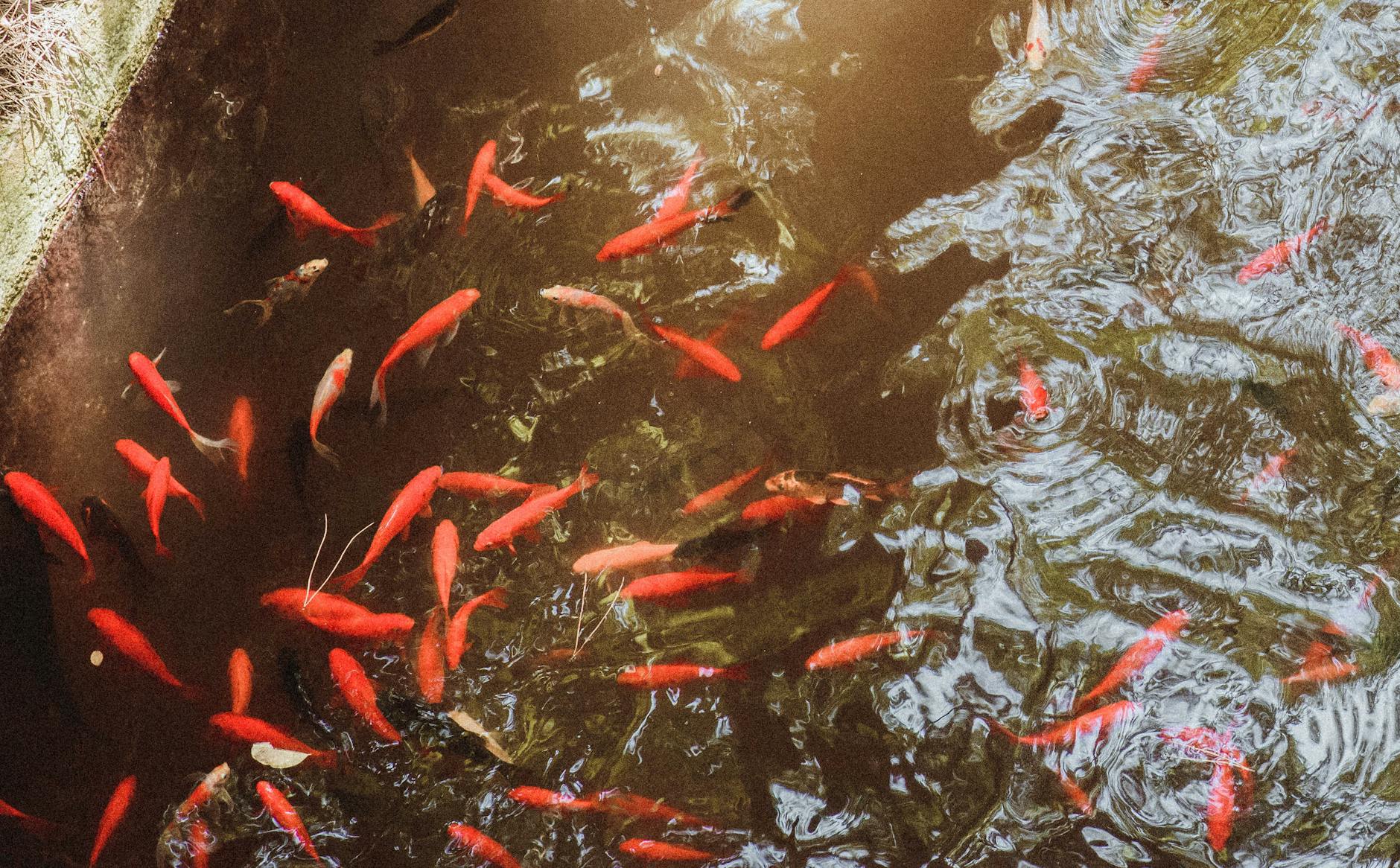 Aquaponik-Heimsystem mit Fischen und Pflanzen in einem geschlossenen Kreislauf