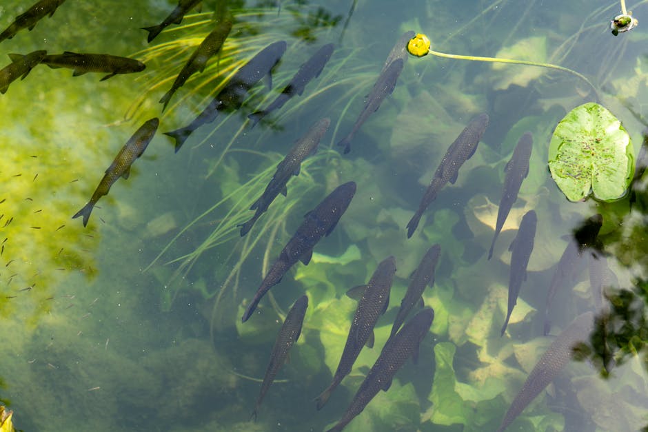 Verschiedene Fischarten und Pflanzen für Aquaponik-Systeme im Heimbereich